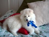 Samoyed Puppies for sale in Portland, OR, USA. price: NA