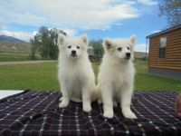 Samoyed Puppies for sale in Salmon, ID 83467, USA. price: NA