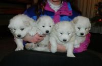 Samoyed Puppies for sale in Columbus, OH 43215, USA. price: NA