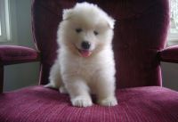 Samoyed Puppies for sale in Chicago, IL 60638, USA. price: NA