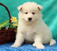 Samoyed Puppies for sale in Alabaster, AL, USA. price: NA