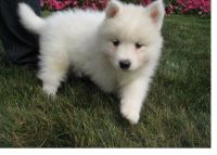 Samoyed Puppies for sale in Miami, FL, USA. price: NA