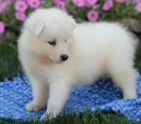Samoyed Puppies for sale in Chicago, IL, USA. price: NA
