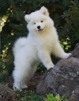 Samoyed Puppies for sale in Albuquerque, NM, USA. price: NA