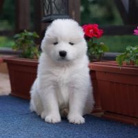 Samoyed Puppies for sale in Bakersfield, CA, USA. price: NA