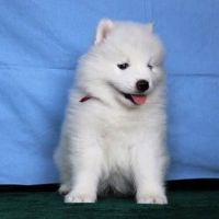 Samoyed Puppies for sale in Helena, MT, USA. price: NA