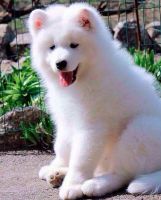 Samoyed Puppies for sale in Dallas, TX, USA. price: NA
