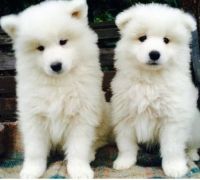 Samoyed Puppies for sale in Roanoke, VA, USA. price: NA