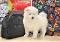 Samoyed Puppies for sale in Los Angeles, CA, USA. price: NA