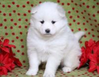 Samoyed Puppies for sale in Sterling, OH 44276, USA. price: NA