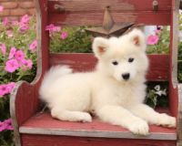 Samoyed Puppies for sale in Cleveland, OH, USA. price: NA