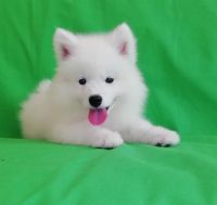 Samoyed Puppies for sale in St. Petersburg, FL, USA. price: NA