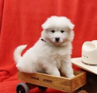 Samoyed Puppies for sale in New Haven, CT, USA. price: NA