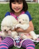Samoyed Puppies for sale in Newark, DE, USA. price: NA