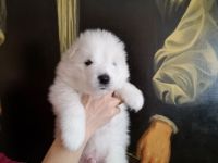 Samoyed Puppies for sale in Los Angeles, CA 90023, USA. price: NA
