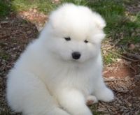 Samoyed Puppies for sale in Lake Carolyn Pkwy, Irving, TX 75039, USA. price: NA