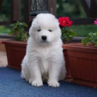 Samoyed Puppies for sale in Raleigh, NC, USA. price: NA