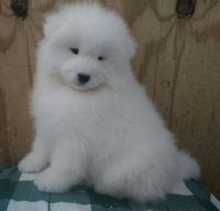 Samoyed Puppies for sale in Charlton, MA 01507, USA. price: NA