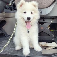 Samoyed Puppies for sale in Fresno, CA 93720, USA. price: NA