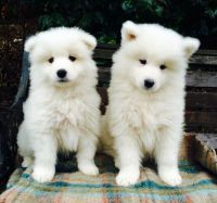 Samoyed Puppies for sale in Durham, NC, USA. price: NA