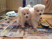 Samoyed Puppies for sale in Austin, TX, USA. price: NA