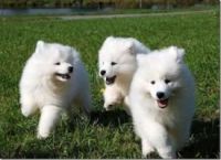 Samoyed Puppies for sale in Los Angeles, CA 90001, USA. price: NA
