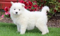 Samoyed Puppies for sale in US-1, Jacksonville, FL, USA. price: NA