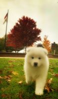 Samoyed Puppies for sale in Valparaiso, IN, USA. price: NA