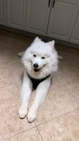 Samoyed Puppies for sale in 244 Mooney Pond Rd, Selden, NY 11784, USA. price: NA