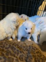 Samoyed Puppies for sale in McKinney, TX, USA. price: NA