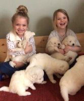 Samoyed Puppies for sale in Dundee, NY 14837, USA. price: NA