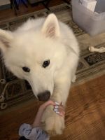 Samoyed Puppies for sale in McLean, VA, USA. price: NA