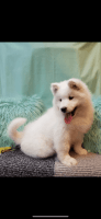 Samoyed Puppies for sale in 603 Center St, Herndon, VA 20170, USA. price: NA