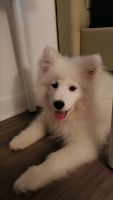 Samoyed Puppies for sale in Jersey City, NJ 07310, USA. price: NA