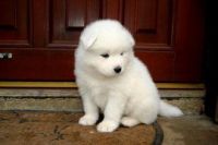 Samoyed Puppies for sale in Galveston, TX, USA. price: NA