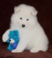 Samoyed Puppies for sale in Columbus, OH, USA. price: NA