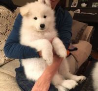 Samoyed Puppies for sale in Lancaster, PA, USA. price: NA