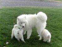 Samoyed Puppies for sale in Virginia City, NV 89440, USA. price: NA