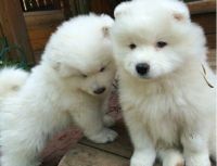 Samoyed Puppies for sale in Albany, NY, USA. price: NA