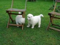 Samoyed Puppies for sale in Redding, CA, USA. price: NA