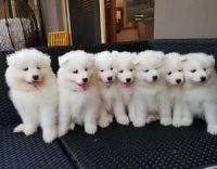 Samoyed Puppies for sale in New York, NY, USA. price: NA