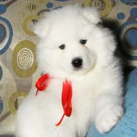 Samoyed Puppies for sale in Los Gatos, CA, USA. price: NA