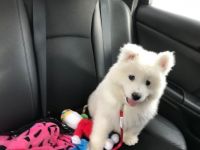 Samoyed Puppies for sale in Grafton, OH, USA. price: NA