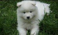 Samoyed Puppies for sale in Whittier, CA, USA. price: NA