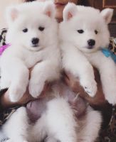 Samoyed Puppies for sale in California City, CA, USA. price: NA