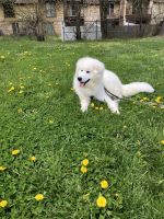 Samoyed Puppies for sale in NJ-41, Deptford Township, NJ, USA. price: NA