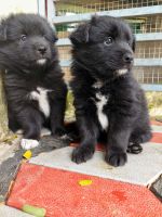 Samoyed Puppies Photos