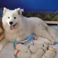 Samoyed Puppies for sale in Fort Myers, FL, USA. price: NA