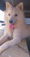 Samoyed Puppies for sale in Ghanpur, Telangana, India. price: 2000 INR