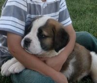 Sanshu Puppies for sale in Cobb, CA, USA. price: $500
